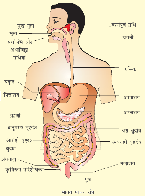 मानव-शरीर