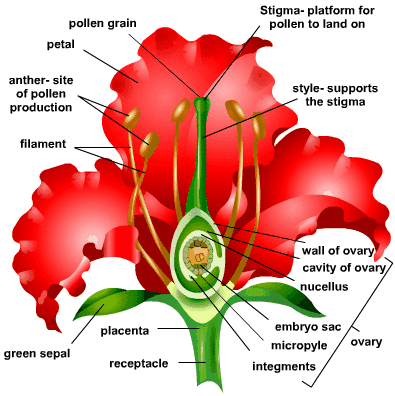 Sexual reproduction in Plants