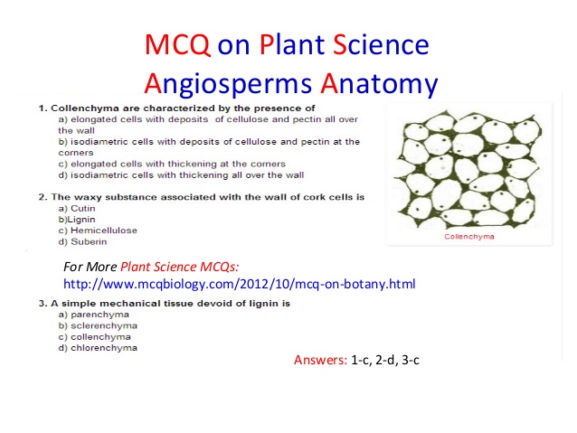 Plant Anatomy and Tissues (MCQs)